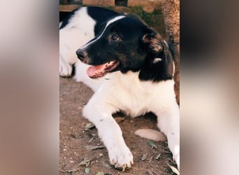FELIX - fröhlicher Junghund sucht Happy End