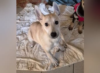 zauberhafte Valentin sucht