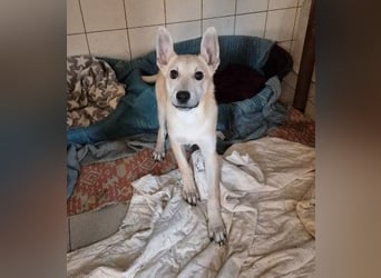 zauberhafte Valentin sucht