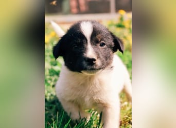 FELIX - fröhlicher Junghund sucht Happy End