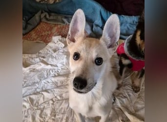 zauberhafte Valentin sucht