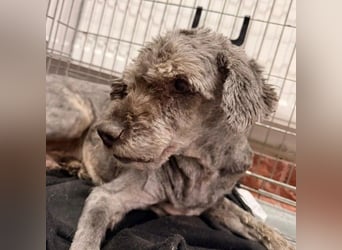 Rocky sucht verlässliche Menschen