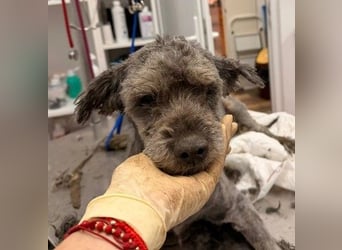 Rocky sucht verlässliche Menschen