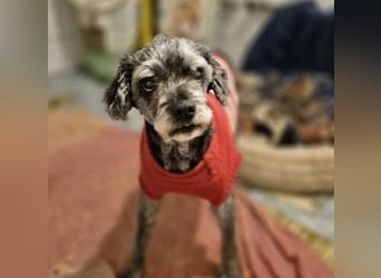 Rocky sucht verlässliche Menschen