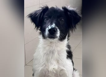 Jarro - Pflegestelle Dinslaken