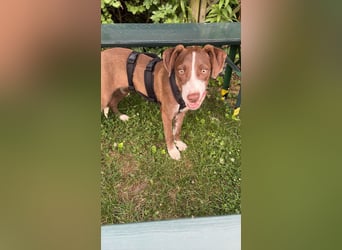 Pflegstelle Krefeld, Luna sucht dich.