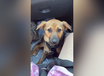 Sam auf Pflegestelle in Krefeld