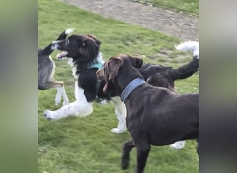 Jarro - Pflegestelle Dinslaken