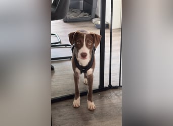 Pflegstelle Krefeld, Luna sucht dich.