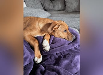 Pearl auf Pflegestelle in Rastede sucht ihr Glück
