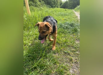 Sam auf Pflegestelle in Krefeld