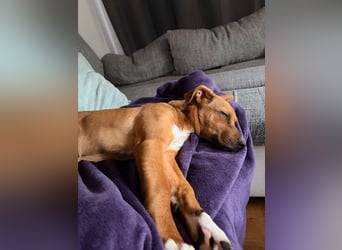 Pearl auf Pflegestelle in Rastede sucht ihr Glück
