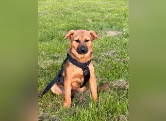 Sam auf Pflegestelle in Krefeld