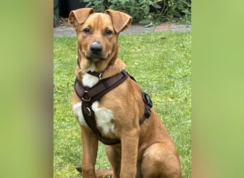 Pearl auf Pflegestelle in Rastede sucht ihr Glück