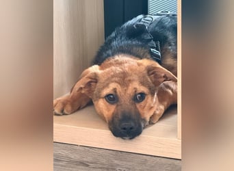 Sam auf Pflegestelle in Krefeld
