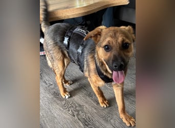 Sam auf Pflegestelle in Krefeld