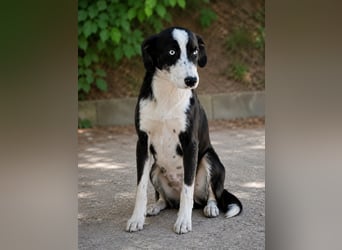 Lennox beste Freunde für immer