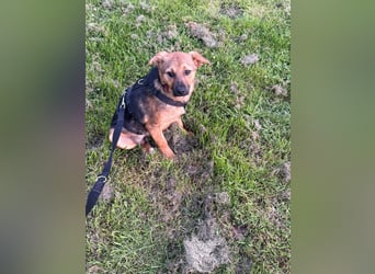 Sam auf Pflegestelle in Krefeld