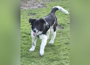 Jarro - Pflegestelle Dinslaken