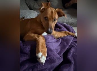 Pearl auf Pflegestelle in Rastede sucht ihr Glück