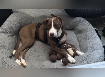 Pflegstelle Krefeld, Luna sucht dich.
