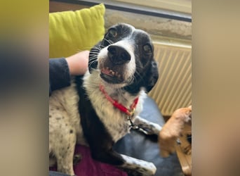 Petita ist anhänglich, ruhig und sanft