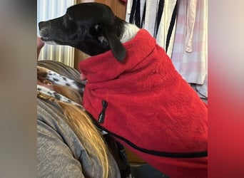 Petita ist anhänglich, ruhig und sanft