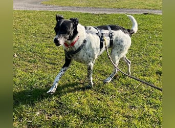 Petita ist anhänglich, ruhig und sanft