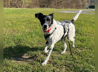 Petita ist anhänglich, ruhig und sanft