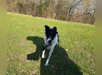 Petita ist anhänglich, ruhig und sanft