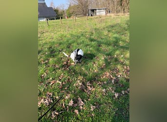 Petita ist anhänglich, ruhig und sanft