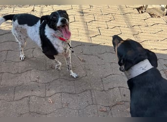 Petita ist anhänglich, ruhig und sanft