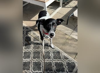 Petita ist anhänglich, ruhig und sanft