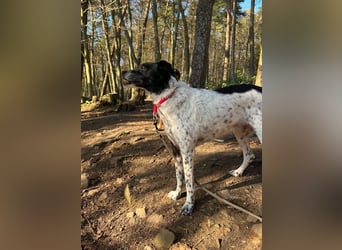 Petita ist anhänglich, ruhig und sanft