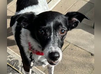 Petita ist anhänglich, ruhig und sanft