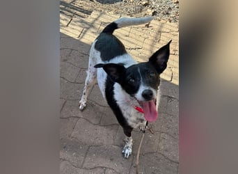 Petita ist anhänglich, ruhig und sanft