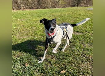 Petita ist anhänglich, ruhig und sanft