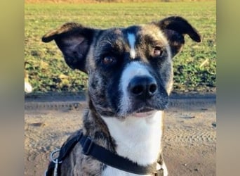 Niky – mutiger Entdecker sucht Zuhause mit Hundekumpel