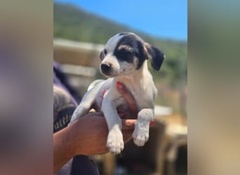 Pippa – kleines Welpenmädchen zum Verlieben!