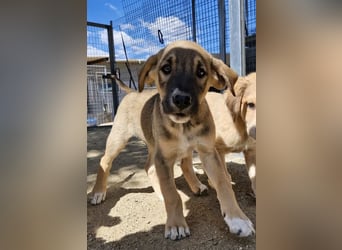 Quintus – charmanter Hundejunge
