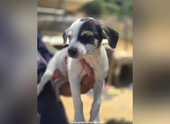 Pippa – kleines Welpenmädchen zum Verlieben!