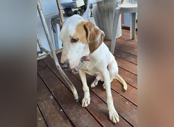 Monty – freundlicher Jagdhund Mix mit guter Laune