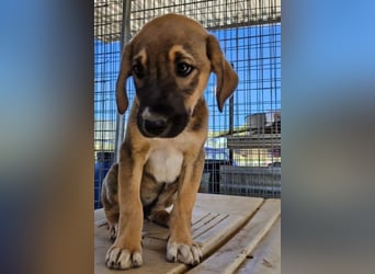 Quintus – charmanter Hundejunge