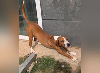 Freddy - ein aktiver und kluger Begleiter ❤️ Bereits auf PS in 58452 Witten, DE!