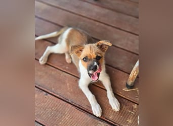 Mavy – kleine Maus mit ganz viel guter Laune ❤️