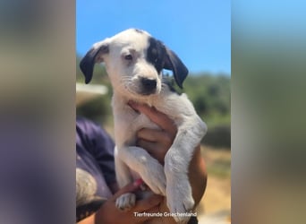 Sparrow - kleiner Herzenshund sucht sein Glück!