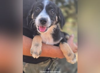 Scooby – kleiner Herzensbrecher ❤️