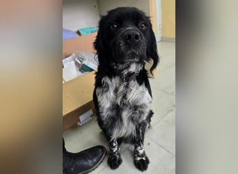 Brook – feiner Beobachter mit großem Herz 