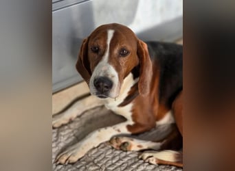 Tilly Jagdhund Mix mit großem Herz ❤️