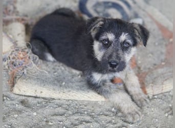 Hossam, geb. ca. 01/26 , lebt in GRIECHENLAND, auf einer privaten Pflegestelle